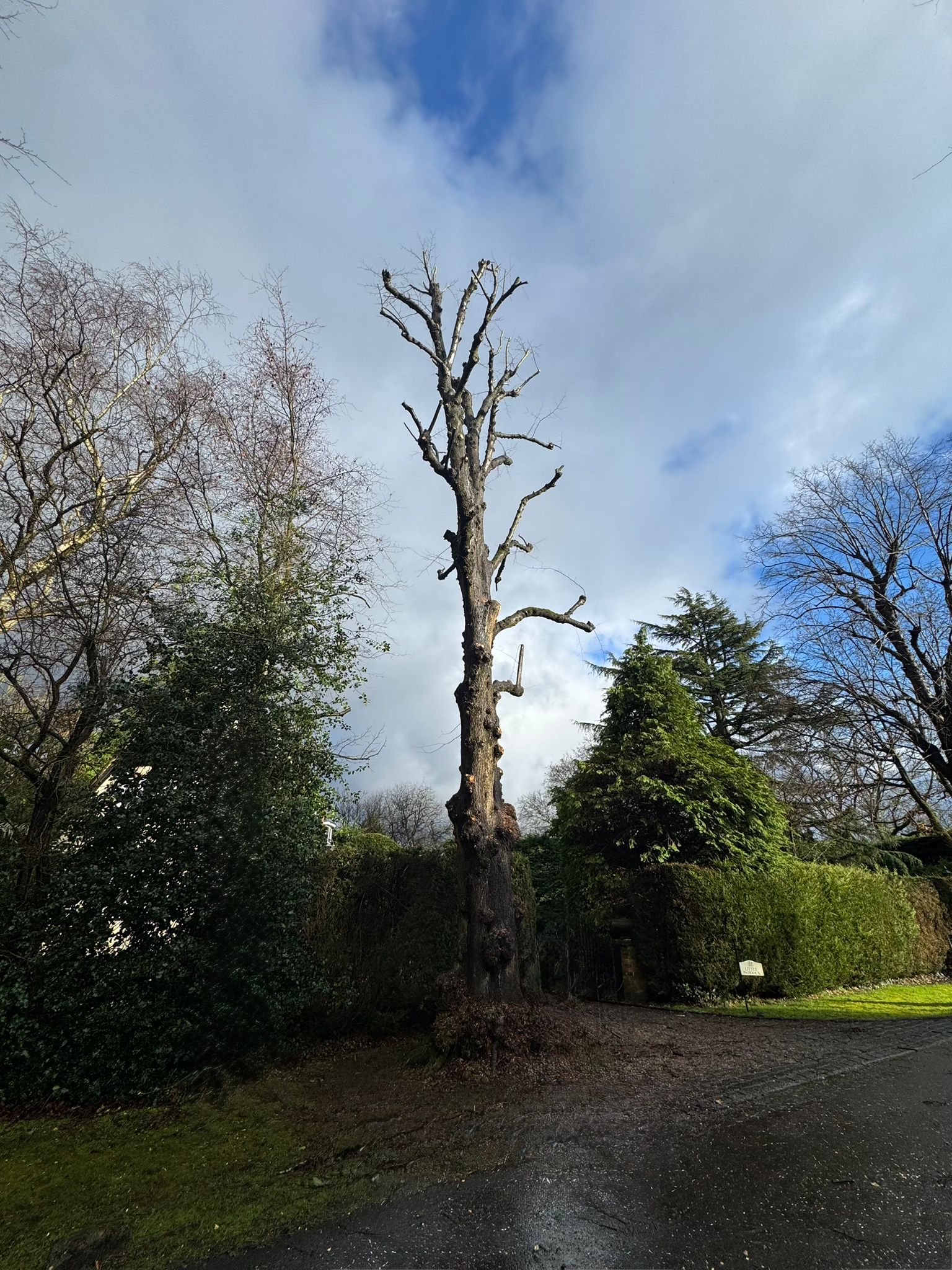 After treework photo