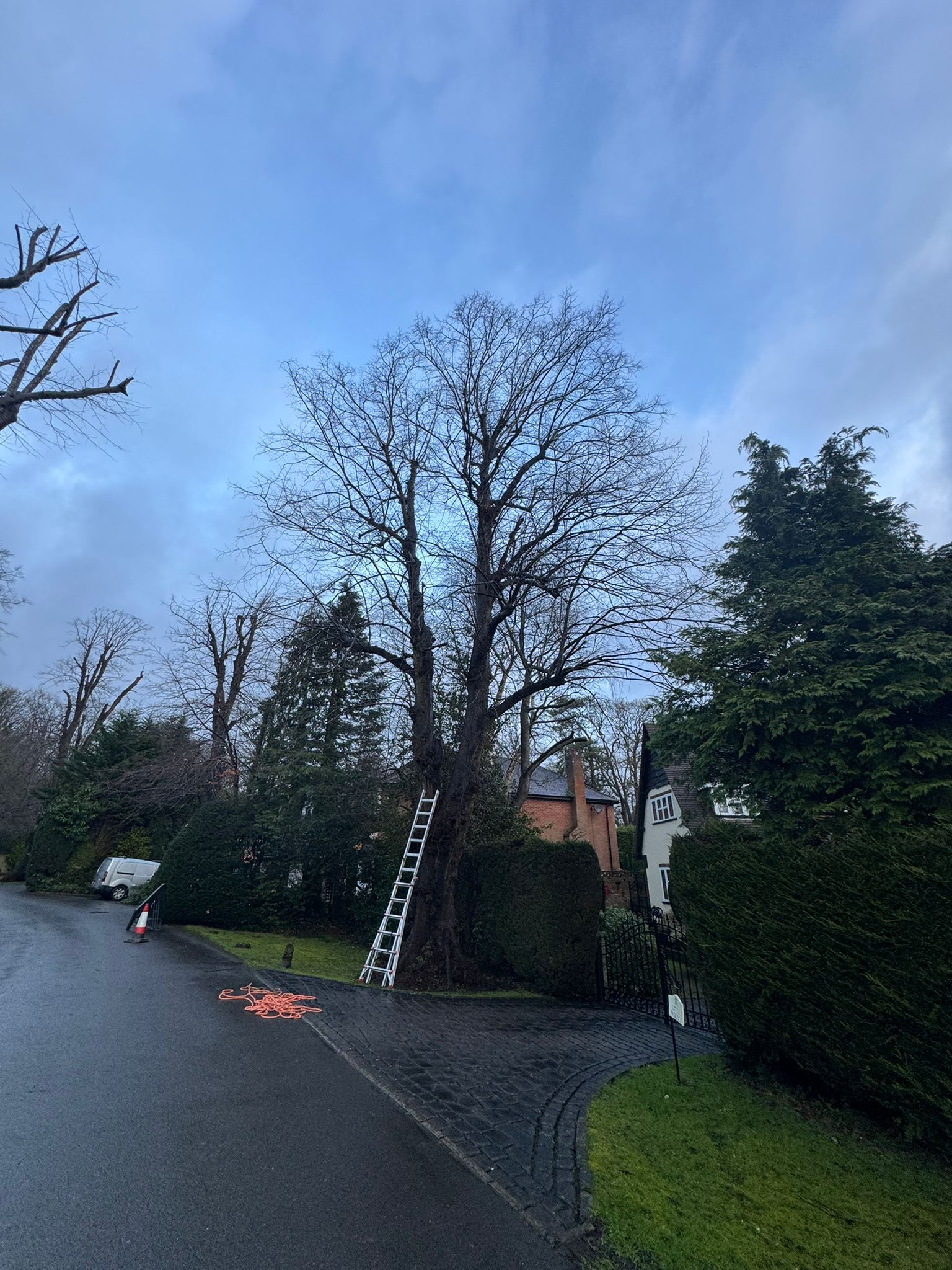 Before treework photo