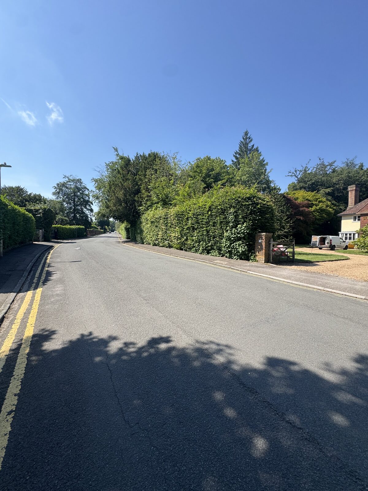 Tall roadside boundary hedge before reduction work